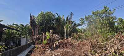 Land for rent ที่ดินเกือบ 7 ไร่ บางกระเจ้า ติดแม่น้ำเจ้าพระยา สามารถทำท่าเรือออกแม่น้ำได้