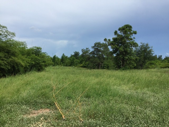 ขายที่ติดถนนลาดยาง ขนาด 61 ไร่กว่า   ต.หนองประดู่  อ.เลาขวัญ   จ.กาญจนบุรี  