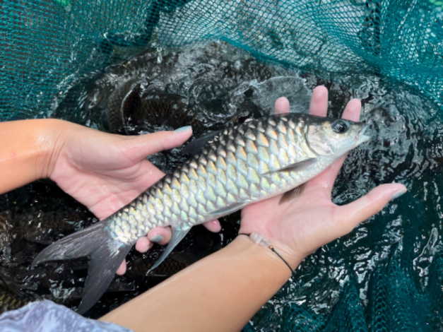 ขายที่ดินราคาพิเศษ พร้อมธุรกิจฟาร์มปลาพลวงชมพู ปลาเวียน 18 ล้านบาทลดพิเศษ รวมทรัพย์สินทั้งหมด