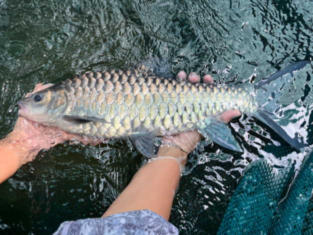 ขายที่ดินราคาพิเศษ พร้อมธุรกิจฟาร์มปลาพลวงชมพู ปลาเวียน 18 ล้านบาทลดพิเศษ รวมทรัพย์สินทั้งหมด