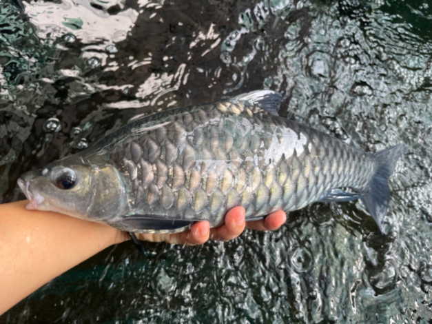 ขายที่ดินราคาพิเศษ พร้อมธุรกิจฟาร์มปลาพลวงชมพู ปลาเวียน 18 ล้านบาทลดพิเศษ รวมทรัพย์สินทั้งหมด