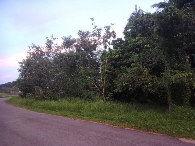 ขายที่ดิน 187 ตร.วา ใกล้คลองชลประทานชุมพร  ต.บางลึก อ.เมืองชุมพร จ.ชุมพร   ZCP056