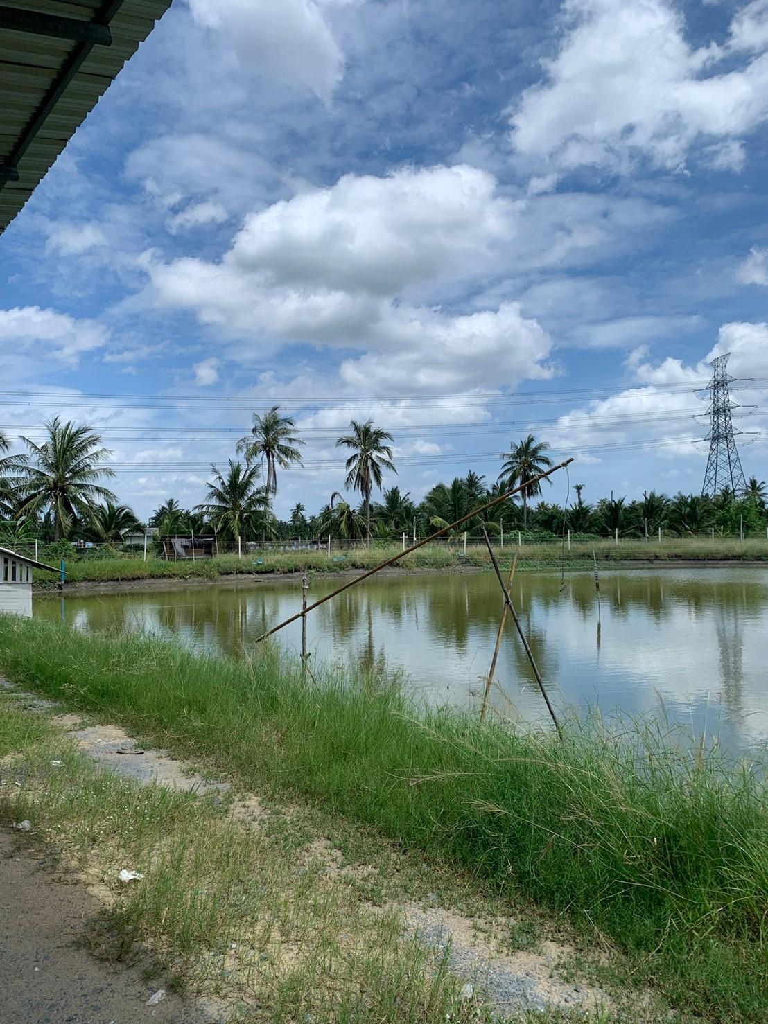 ขายที่ดินทำเกษตรกรรมพร้อมสิ่งปลูกสร้าง พื้นที่ 3 ไร่ 3 งาน อ.บ้านแพ้ว จ.สมุทรสาคร