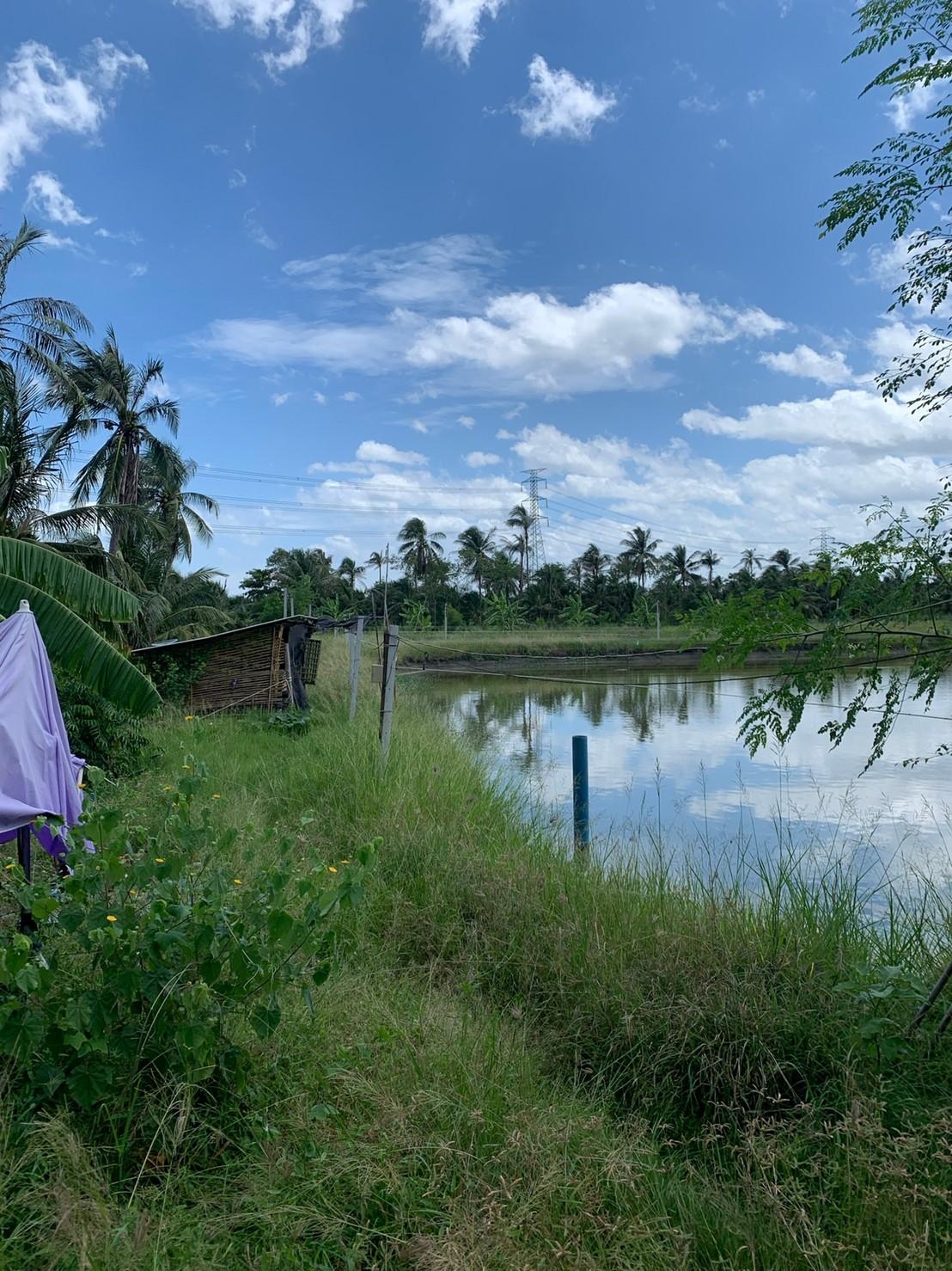 ขายที่ดินทำเกษตรกรรมพร้อมสิ่งปลูกสร้าง พื้นที่ 3 ไร่ 3 งาน อ.บ้านแพ้ว จ.สมุทรสาคร