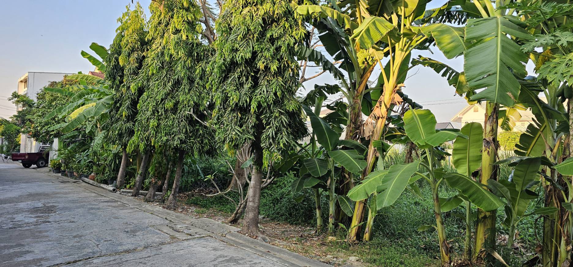 ขายด่วน ที่ดินเปล่า ทำเลทอง สวย ราคาถูกกว่าตลาด ขนาด 56 ตร.ว. ซ.สุขุมวิท 101 (ปุณณวิถี51)  