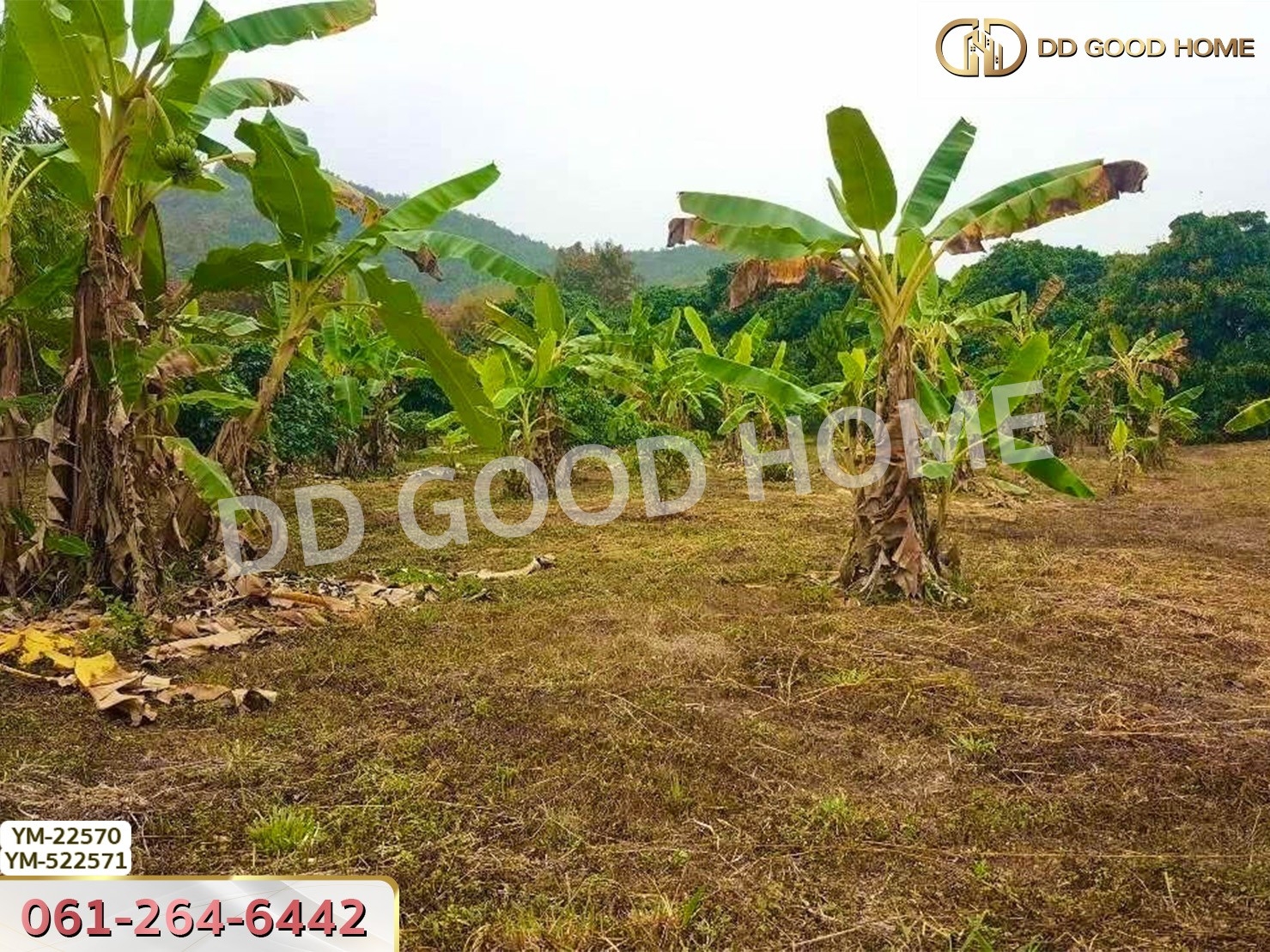 ที่ดิน อ.เมืองลำพูน 28 ไร่ 301 ตร.ว. ลำพูน