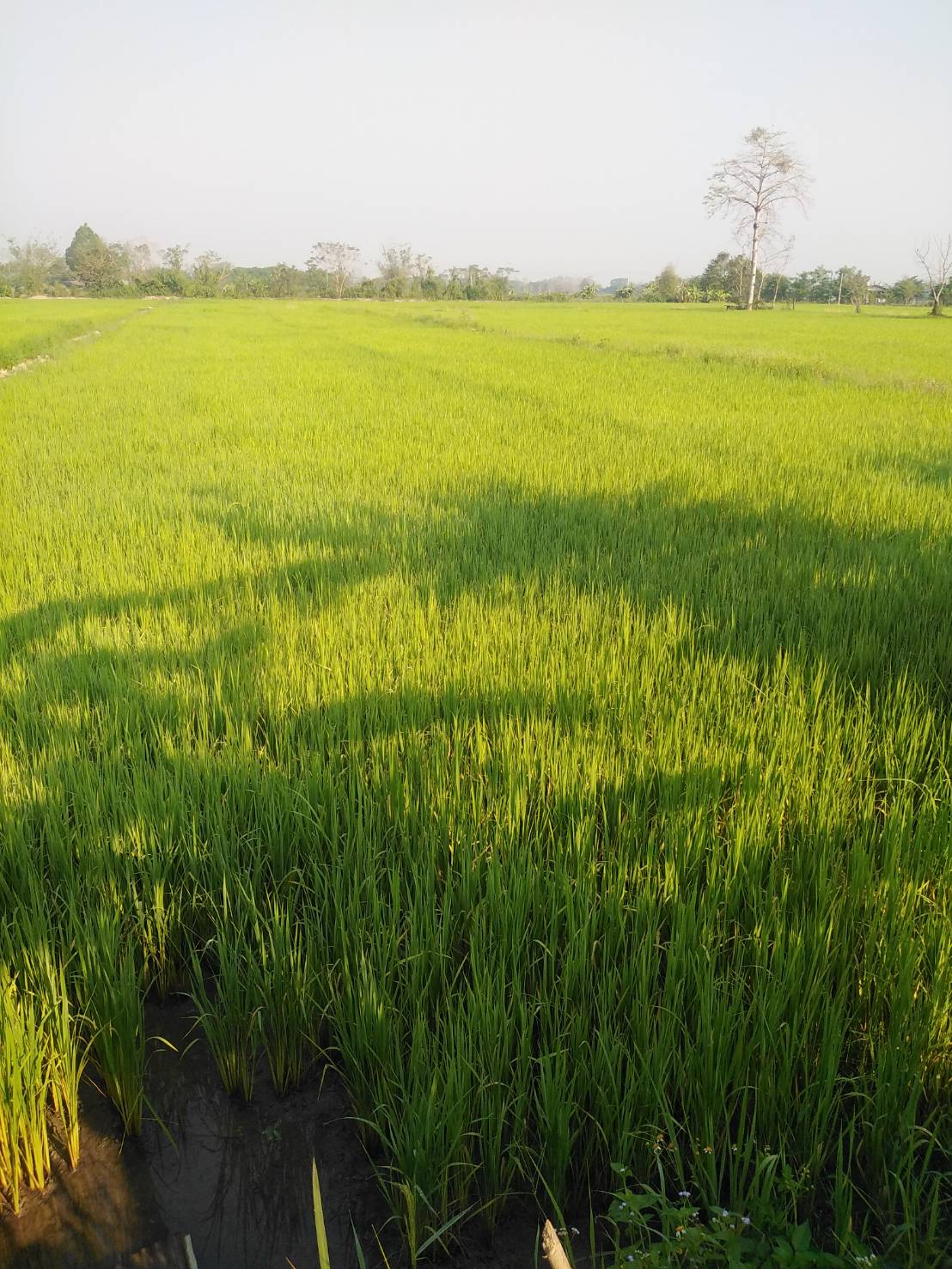 ขายที่ดิน ทำเลดี  ตำบลป่าสัก อำเภอเชียงแสน จังหวัดเชียงราย (เจ้าของขายเอง)