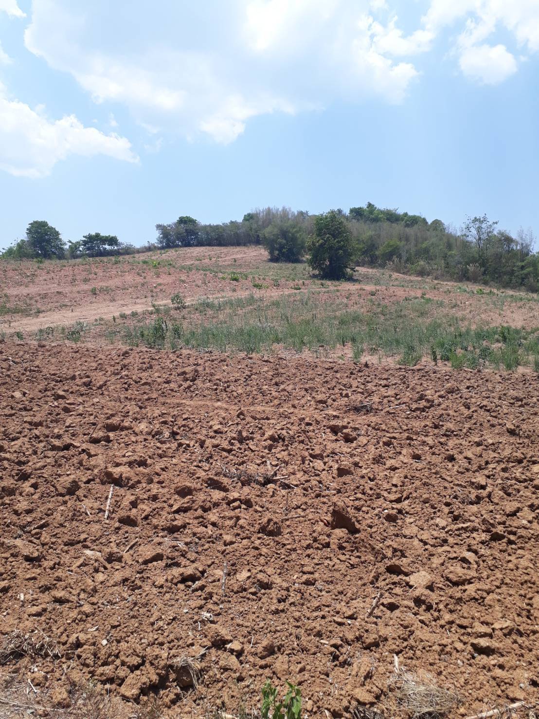 ขายที่ดินแปลงสวย ทำเลดี วิวดีติดเขาใหญ่ (ข้างหลังเป็นภูเขา)ข้างหน้าติดกับถนนใหญ่ เหมาะทำธุรกิจ 