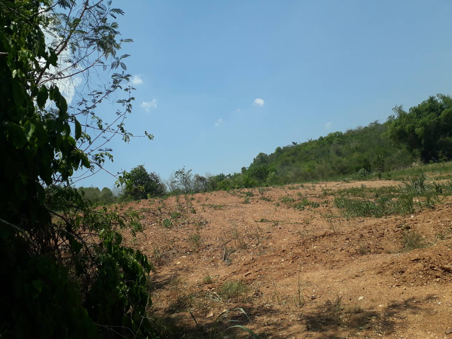 ขายที่ดินแปลงสวย ทำเลดี วิวดีติดเขาใหญ่ (ข้างหลังเป็นภูเขา)ข้างหน้าติดกับถนนใหญ่ เหมาะทำธุรกิจ 