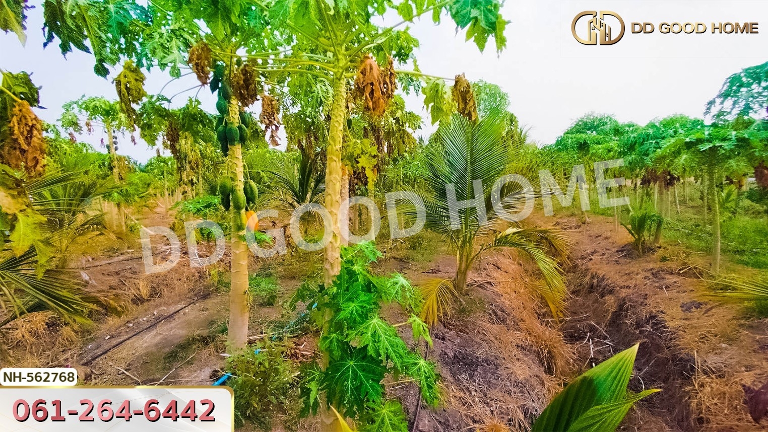 ที่ดิน อ.โพธาราม 1 ไร่ 383.2 ตร.ว. ราชบุรี