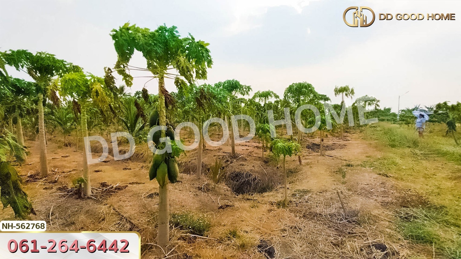 ที่ดิน อ.โพธาราม 1 ไร่ 383.2 ตร.ว. ราชบุรี
