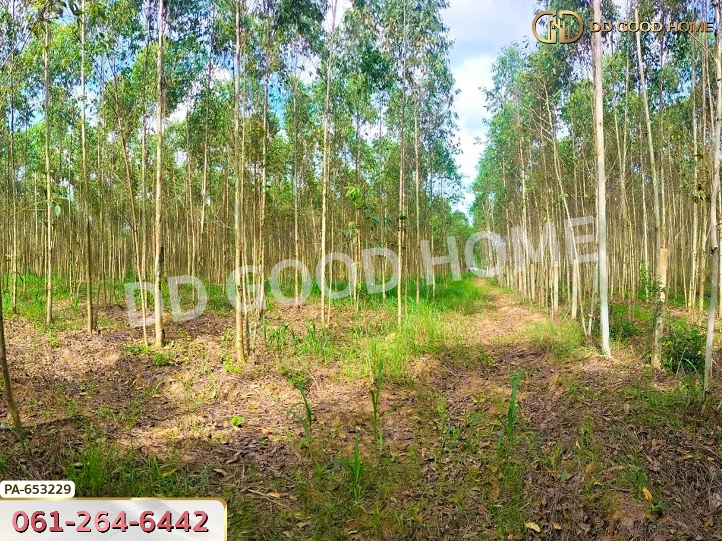 ที่ดิน เมืองสระแก้ว 14 ไร่ 309.6 ตร.ว. ใกล้วัดบ้านเนินผาสุก