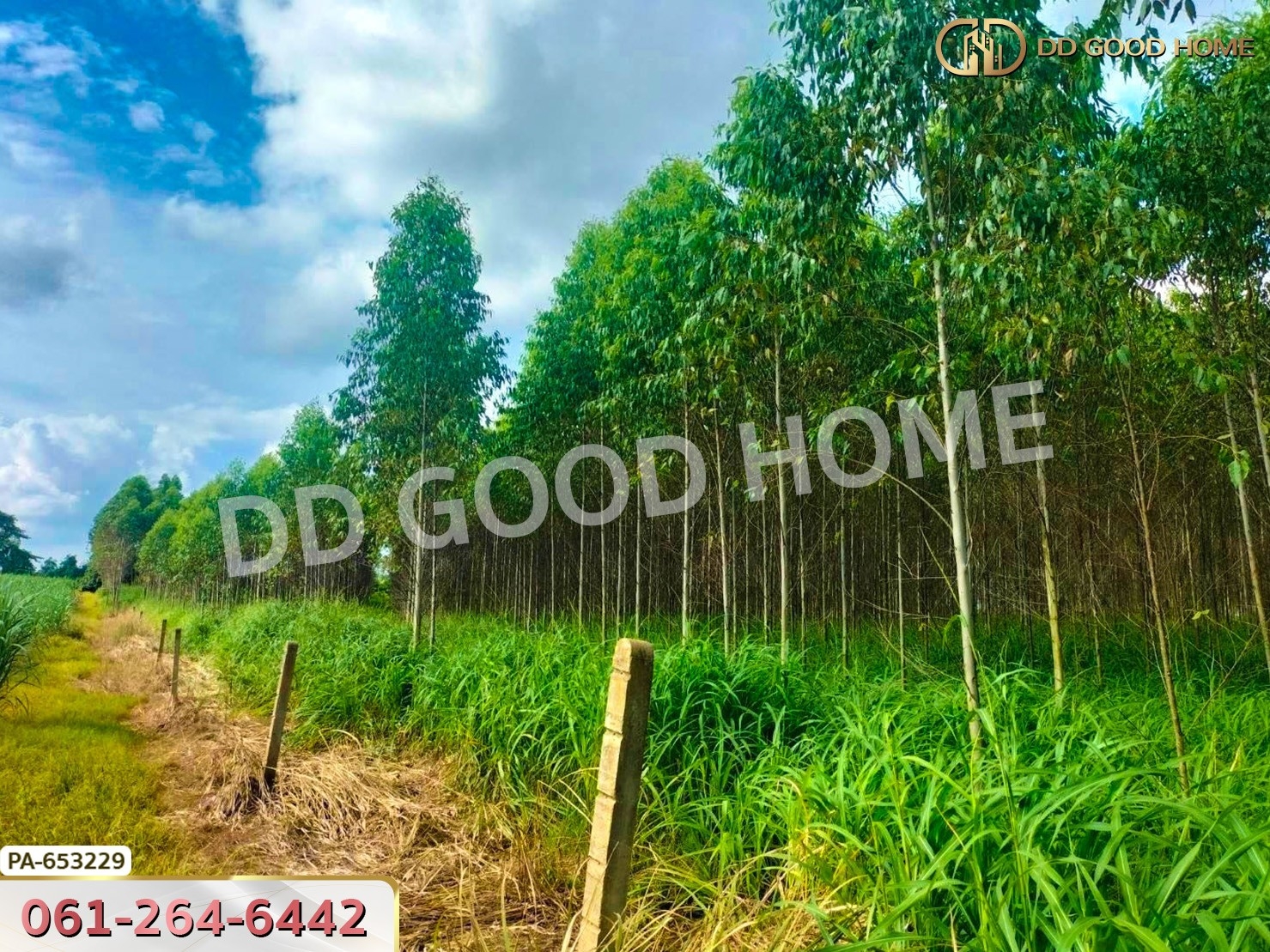 ที่ดิน เมืองสระแก้ว 14 ไร่ 309.6 ตร.ว. ใกล้วัดบ้านเนินผาสุก