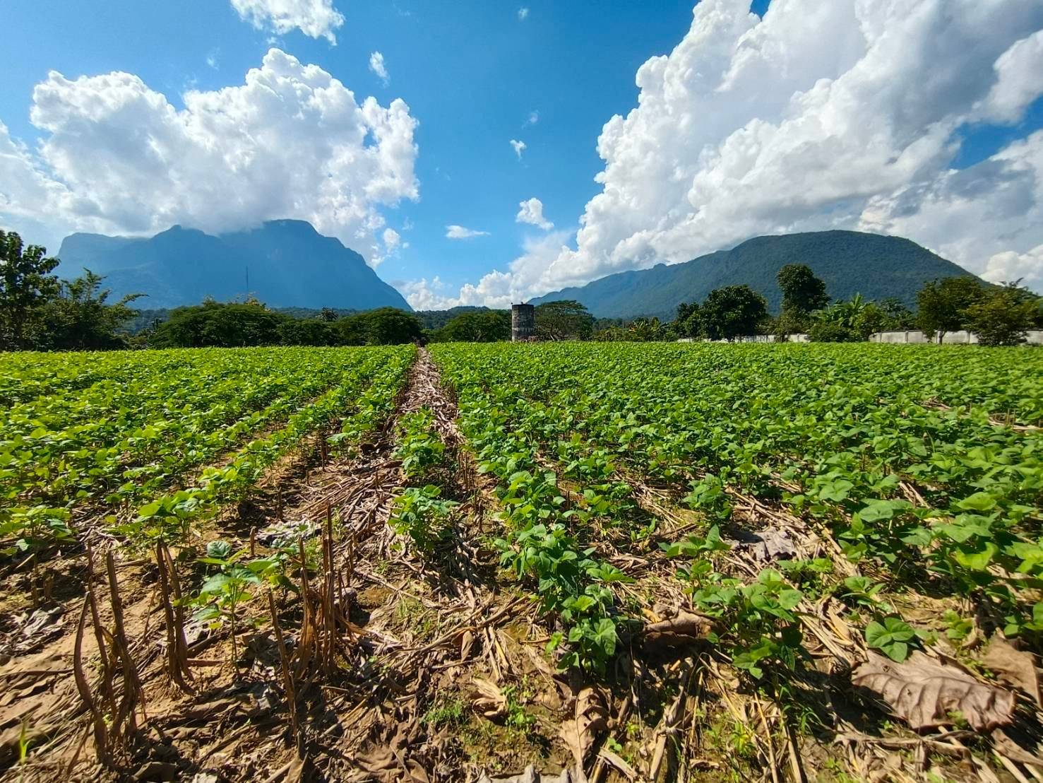 ขายทำเลทอง วิวทิวทัศน์อันงดงาม ใจกลางเชียงดาว จ.เชียงใหม่