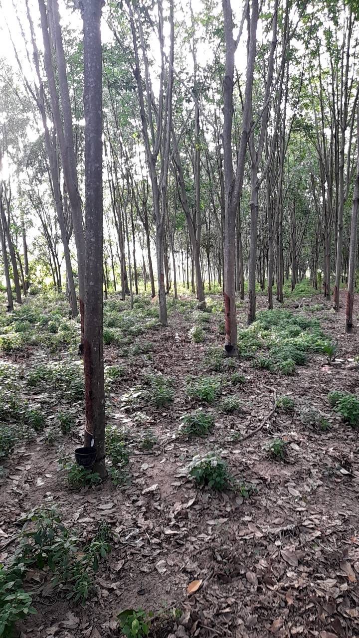 ขายที่ดินพร้อมสิ่งปลูกสร้าง ติดถนน ทำเลทอง  จังหวัดประจวบคีรีขันธ์