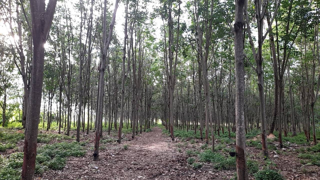 ขายที่ดินพร้อมสิ่งปลูกสร้าง ติดถนน ทำเลทอง  จังหวัดประจวบคีรีขันธ์