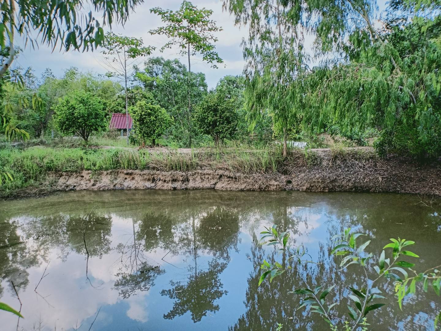 ขายที่ดินตัวเมืองชัยภูมิ ที่สวย บรรยากาศดี อำเภอเมือง จังหวัดชัยภูมิ