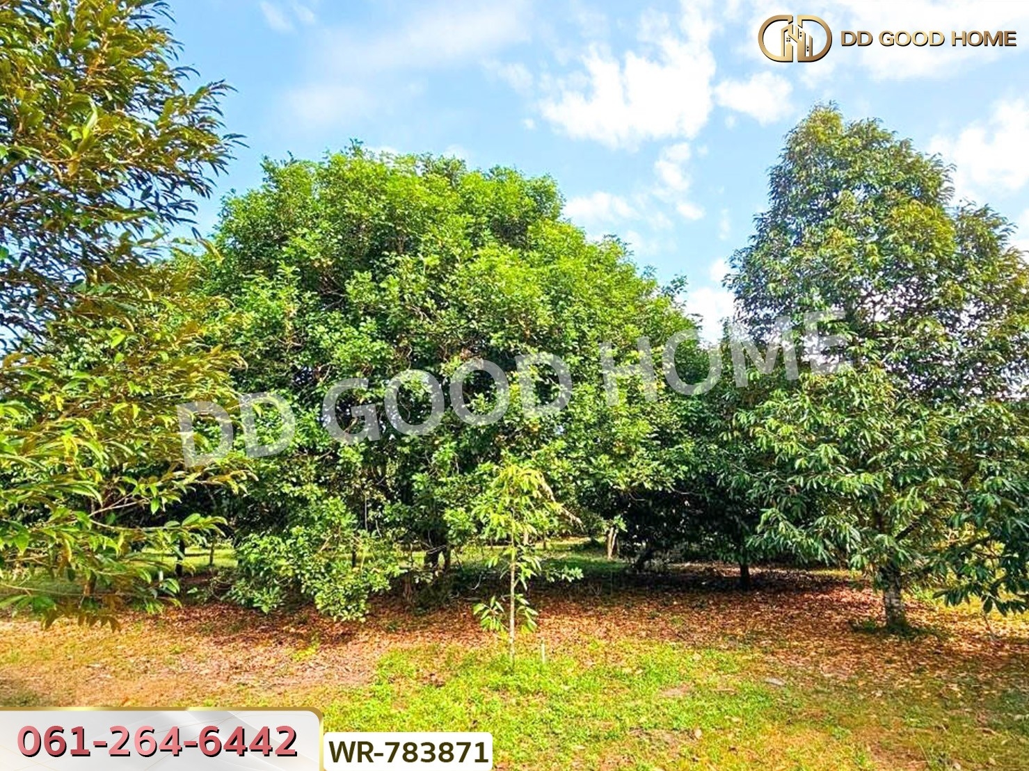 ที่ดินสวนผลไม้ 6 ไร่ 39 ตร.ว. ต.มะขาม จันทบุรี ใกล้สวนทุเรียนแลนด์