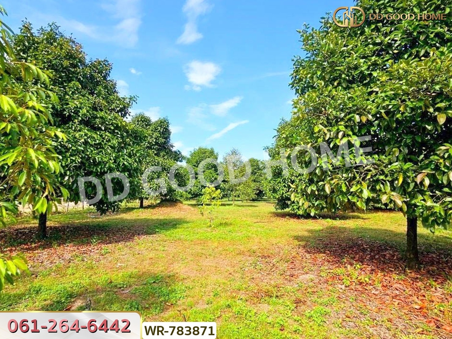 ที่ดินสวนผลไม้ 6 ไร่ 39 ตร.ว. ต.มะขาม จันทบุรี ใกล้สวนทุเรียนแลนด์