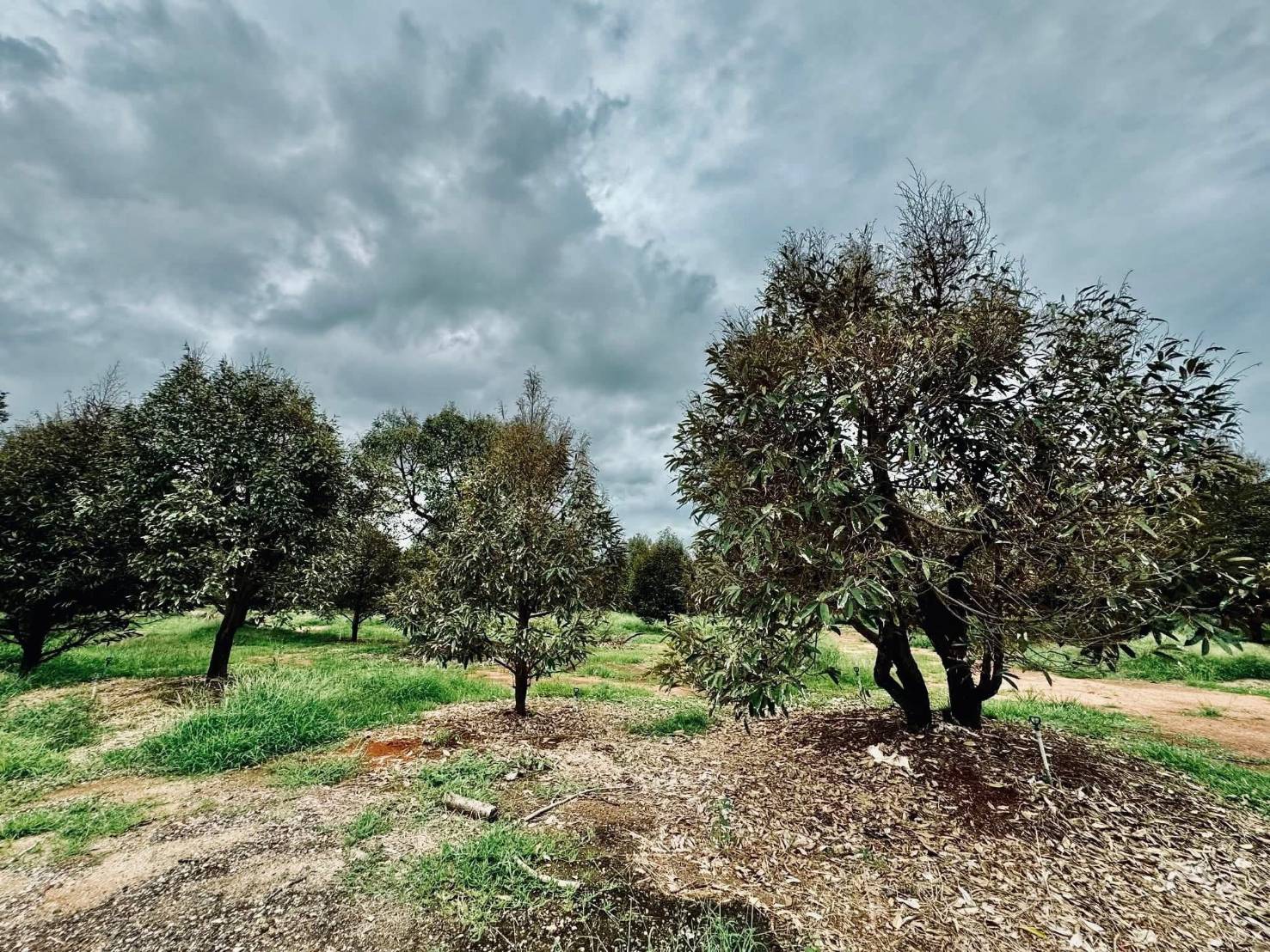 ขายที่ดิน สวนทุเรียนสวย ทำเลดี ใกล้หาดแม่พิมพ์  จ.ระยอง