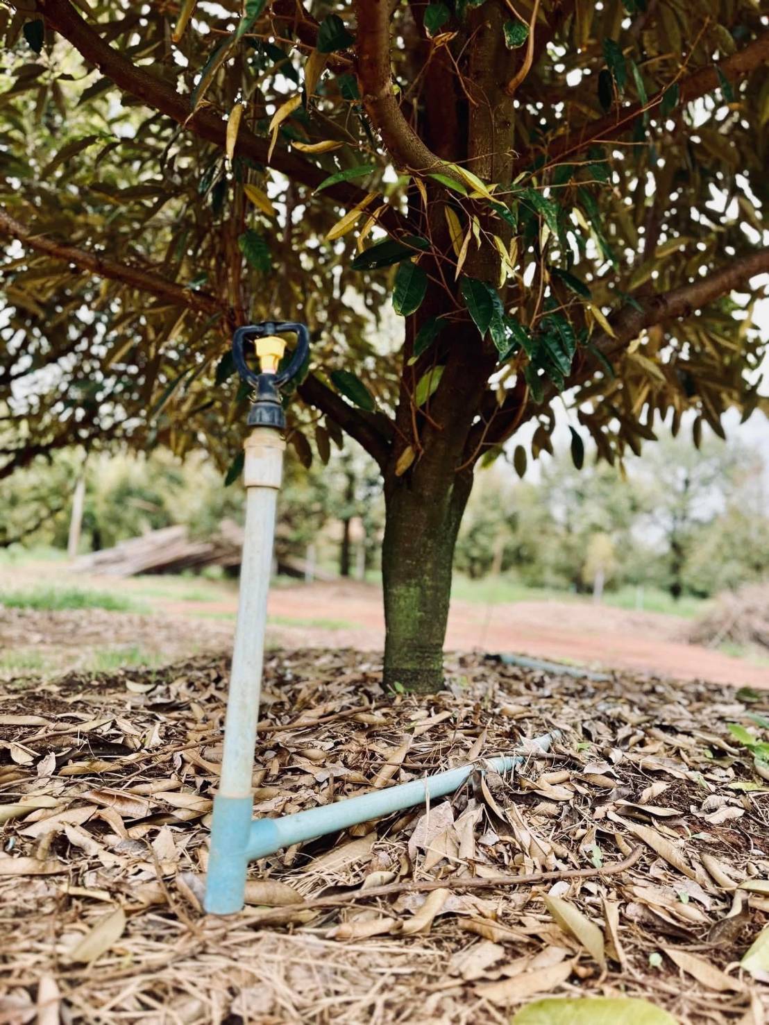 ขายที่ดิน สวนทุเรียนสวย ทำเลดี ใกล้หาดแม่พิมพ์  จ.ระยอง