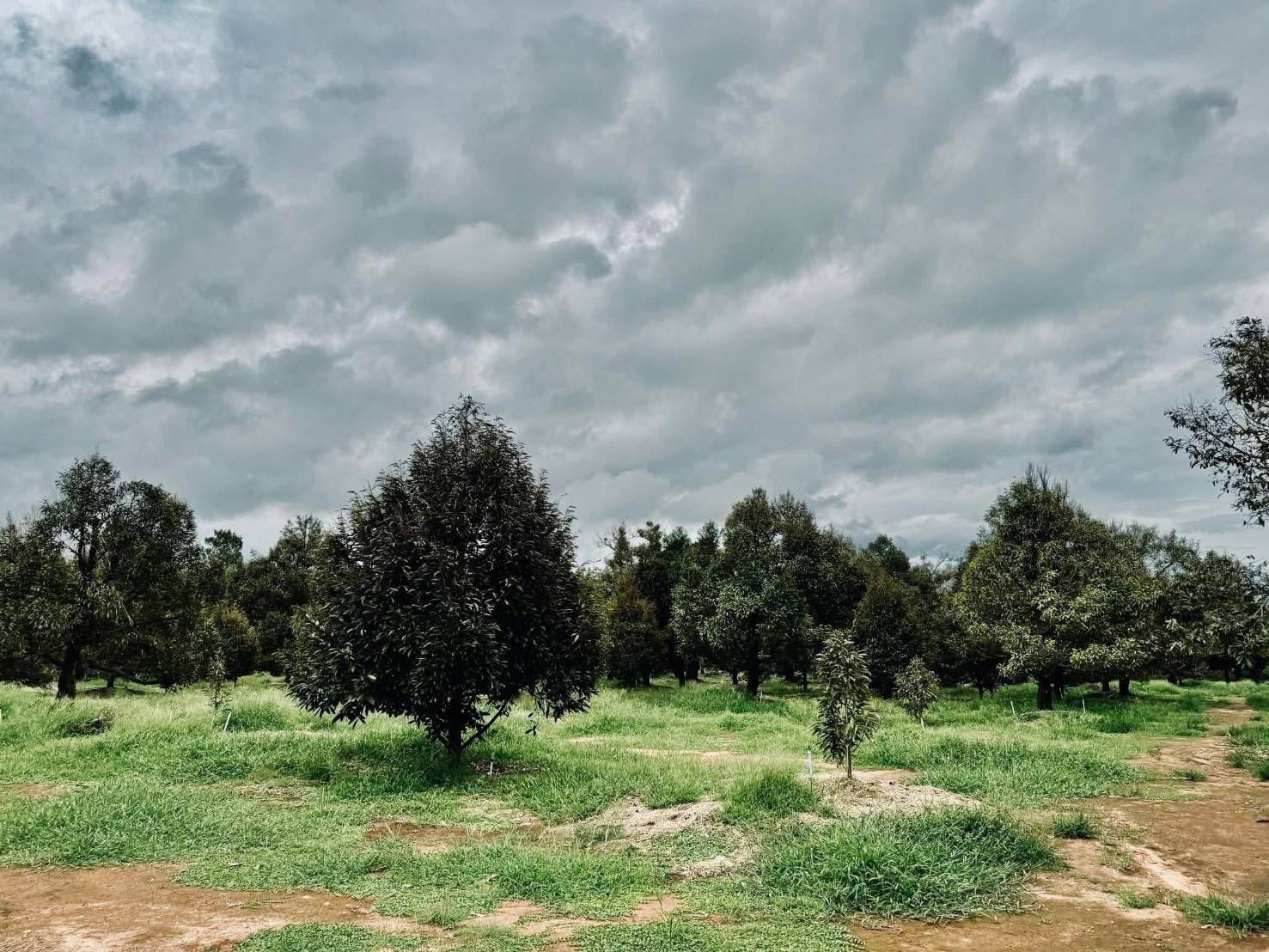 ขายที่ดิน สวนทุเรียนสวย ทำเลดี ใกล้หาดแม่พิมพ์  จ.ระยอง