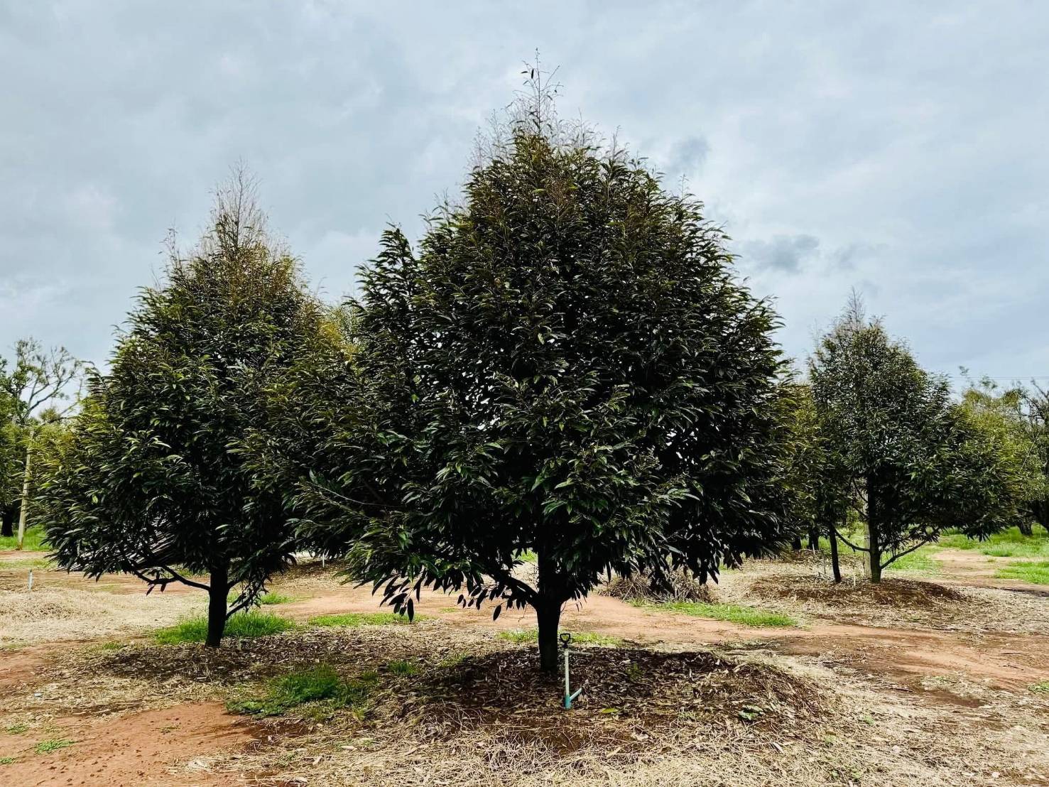 ขายที่ดิน สวนทุเรียนสวย ทำเลดี ใกล้หาดแม่พิมพ์  จ.ระยอง