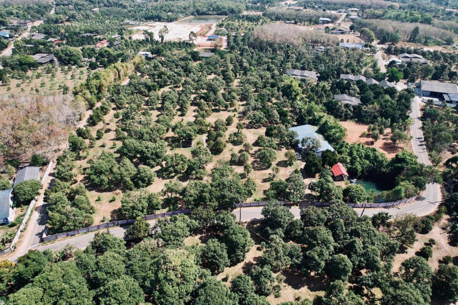 ขายที่ดิน สวนทุเรียนสวย ทำเลดี ใกล้หาดแม่พิมพ์  จ.ระยอง
