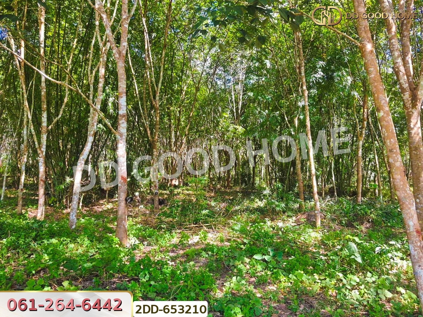 ที่ดินสวนยางชัยบุรี 5 ไร่ 23.4 ตร.ว. สุราษฎร์ธานี ใกล้ตลาดสดเทศบาลชัยบุรี