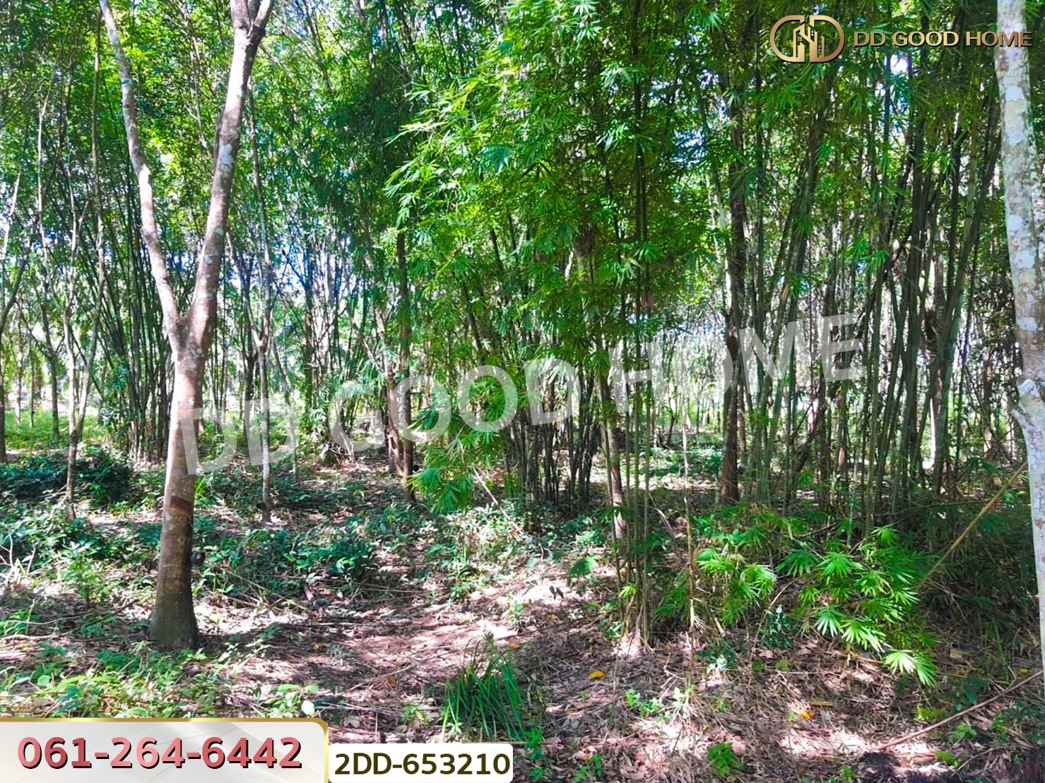 ที่ดินสวนยางชัยบุรี 5 ไร่ 23.4 ตร.ว. สุราษฎร์ธานี ใกล้ตลาดสดเทศบาลชัยบุรี