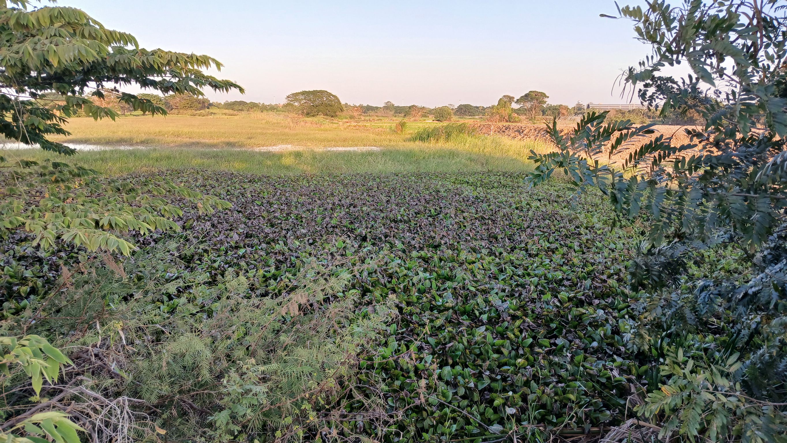 ขายที่ดินเปล่า ทำเลทอง อำเภอมหาราช จังหวัดพระนครศรีอยุธยา