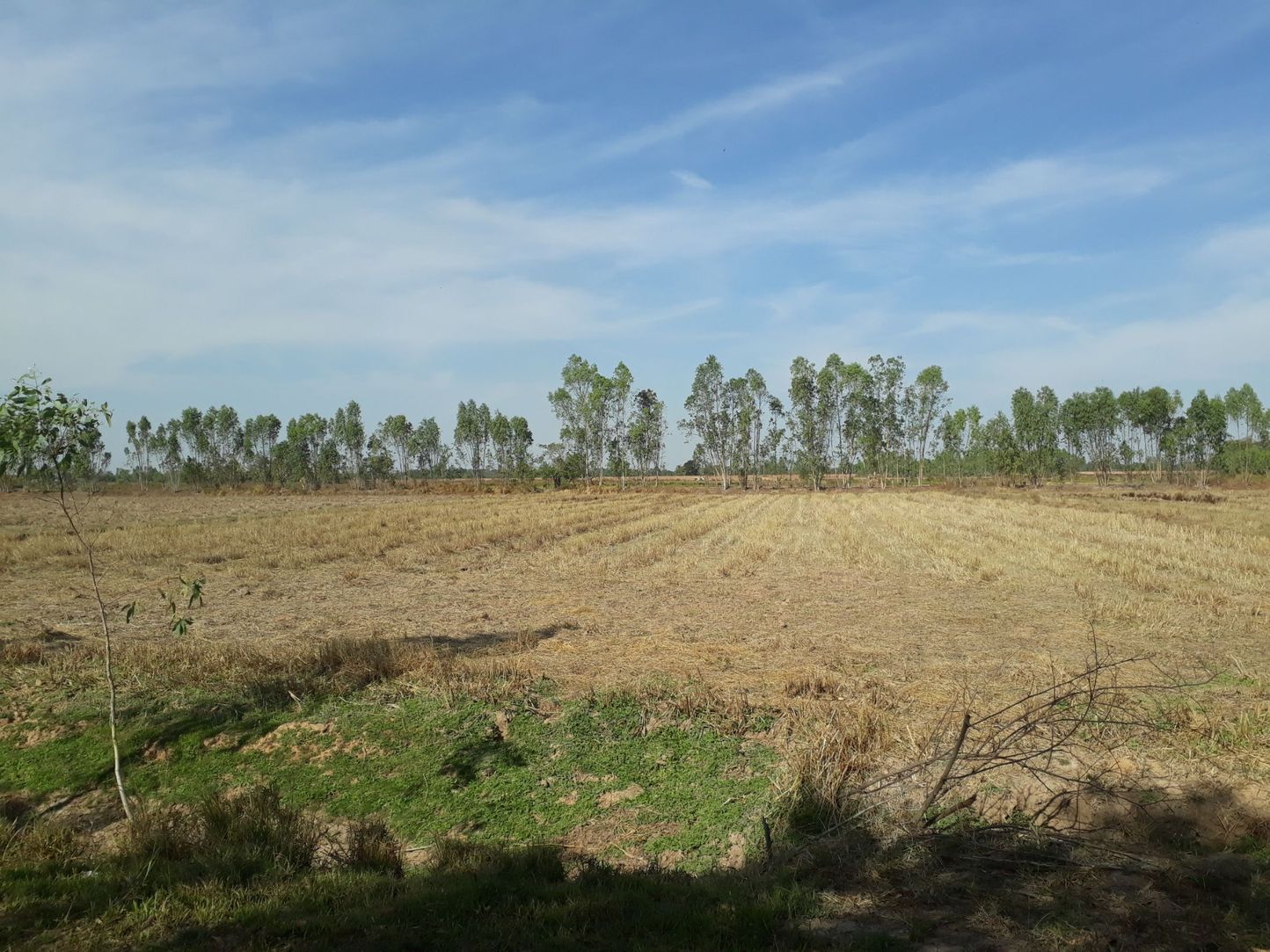 ขายที่ดินเปล่า ทำเลทอง ตำบลแกใหญ่ อำเภอเมือง จังหวัดสุรินทร์