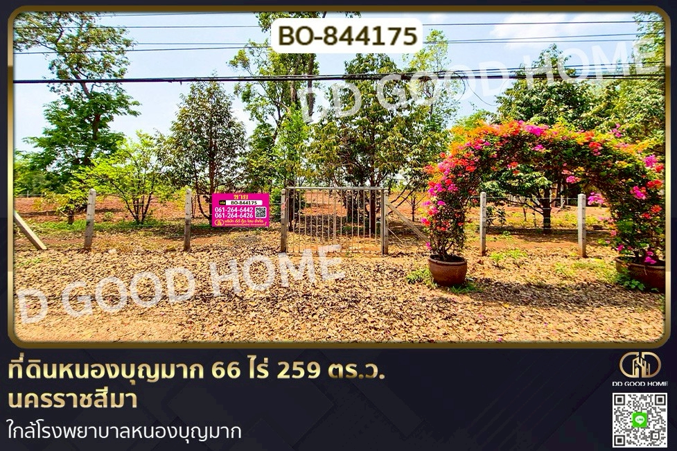 BO-844175 ที่ดินหนองบุญมาก 66 ไร่ 259 ตร.ว. นครราชสีมา ใกล้โรงพยาบาลหนองบุญมาก