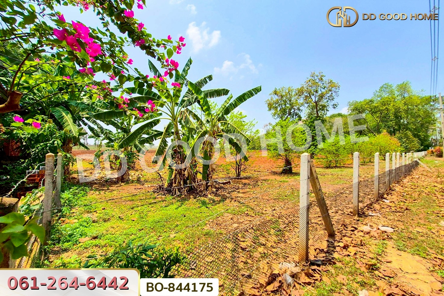 BO-844175 ที่ดินหนองบุญมาก 66 ไร่ 259 ตร.ว. นครราชสีมา ใกล้โรงพยาบาลหนองบุญมาก