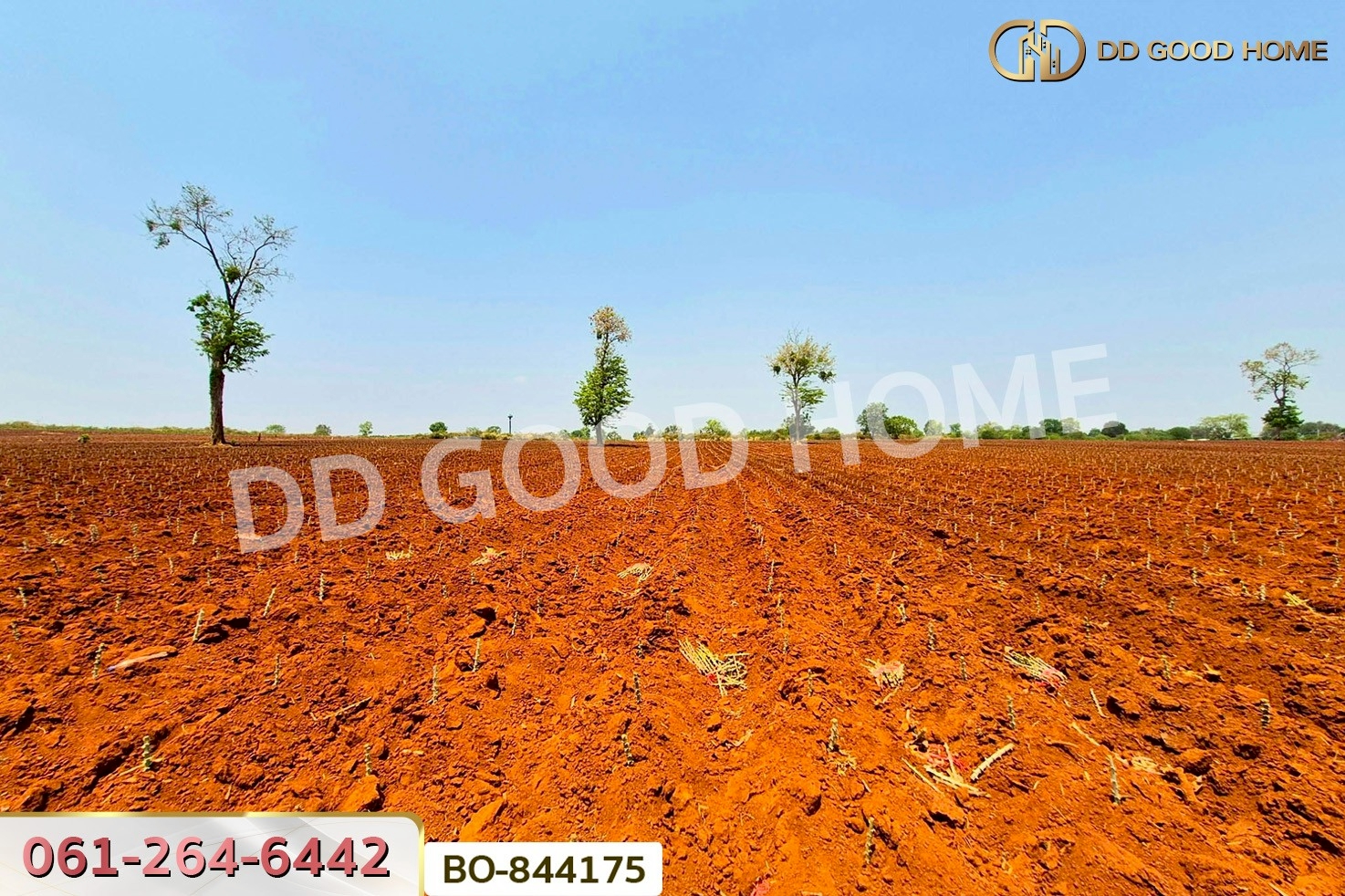 BO-844175 ที่ดินหนองบุญมาก 66 ไร่ 259 ตร.ว. นครราชสีมา ใกล้โรงพยาบาลหนองบุญมาก