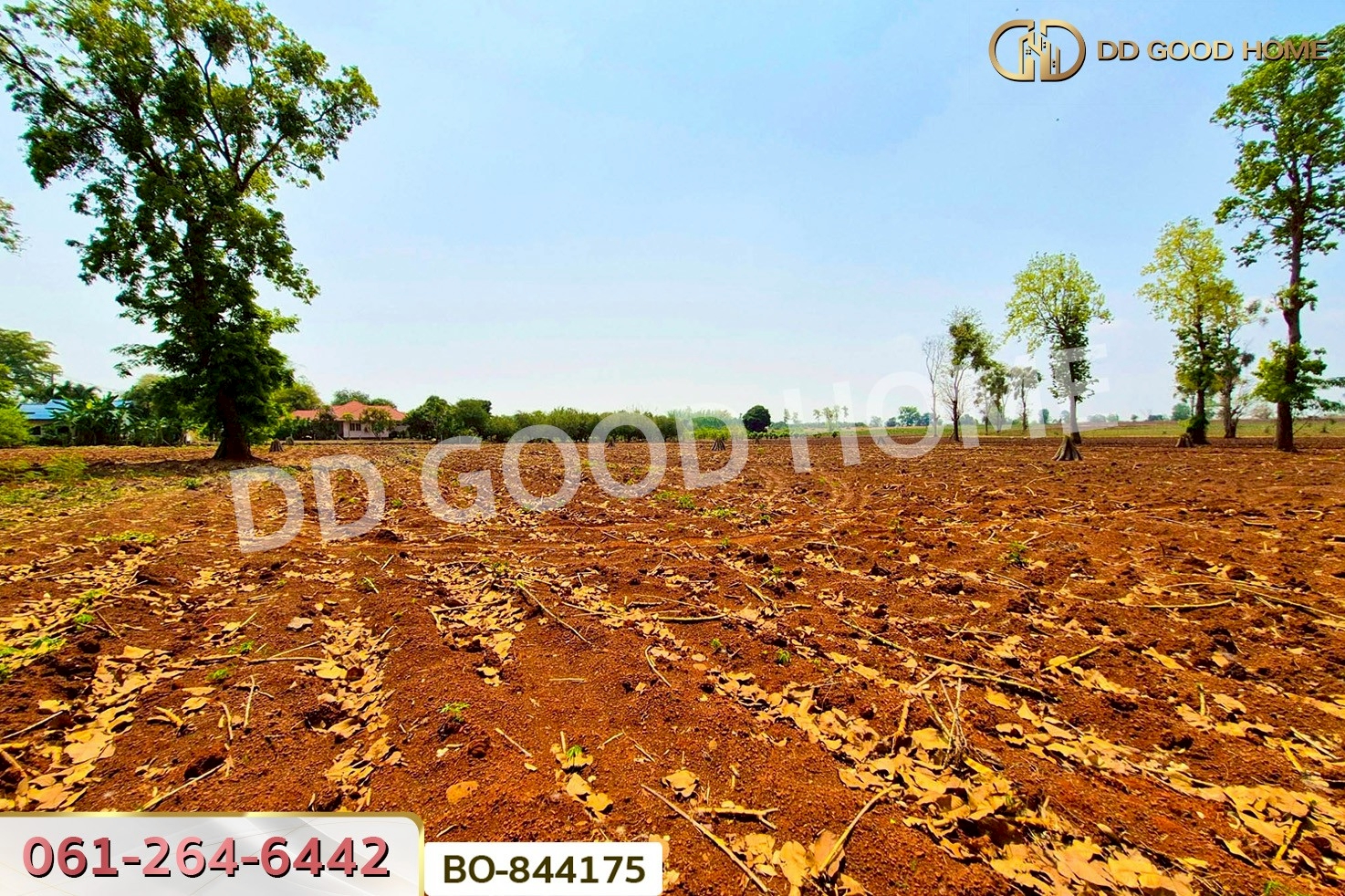 BO-844175 ที่ดินหนองบุญมาก 66 ไร่ 259 ตร.ว. นครราชสีมา ใกล้โรงพยาบาลหนองบุญมาก