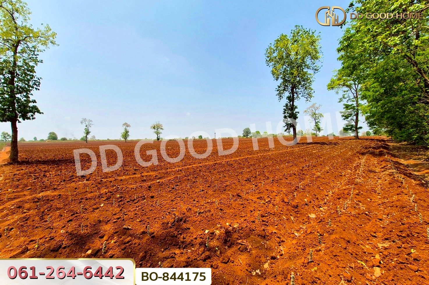 BO-844175 ที่ดินหนองบุญมาก 66 ไร่ 259 ตร.ว. นครราชสีมา ใกล้โรงพยาบาลหนองบุญมาก