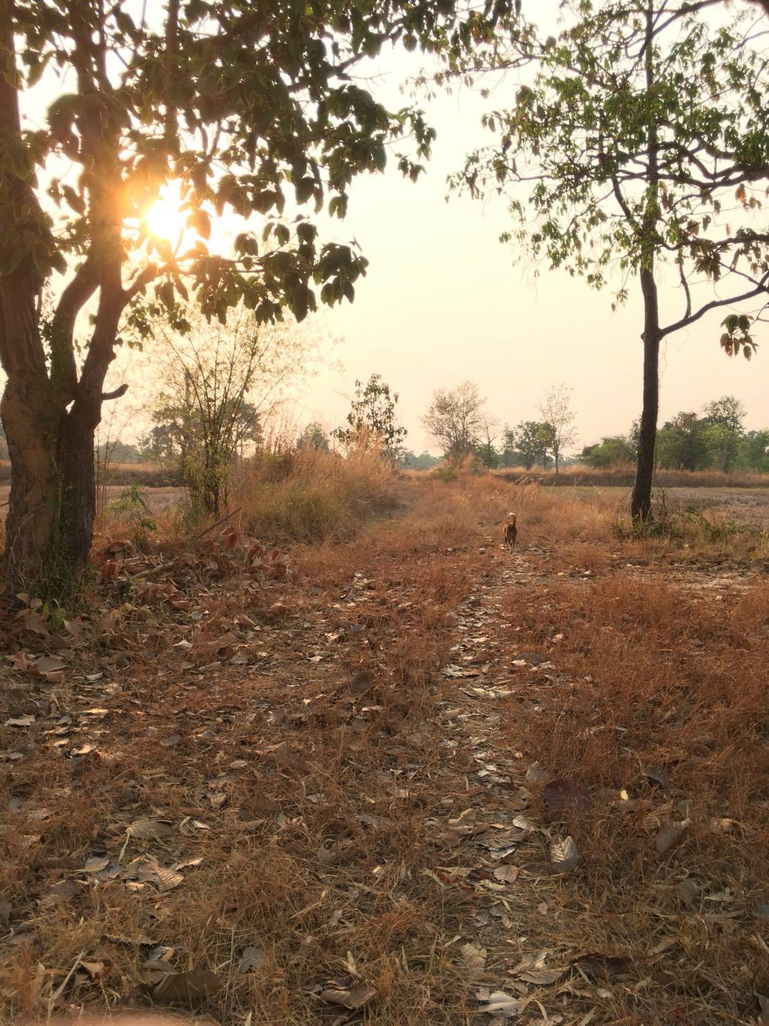 ขายที่ดินเปล่า ทำเลทอง ต.เมืองศรีไค อ.วารินชำราบ จ.อุบลราชธานี