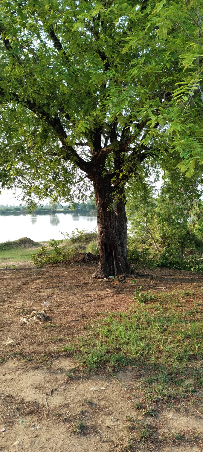 ขายที่ดินเปล่า ทำเลสวย 5 แปลงถมแล้ว บ้านโคกน้อย หนองแสง อ.เมือง จ.ขอนแก่น