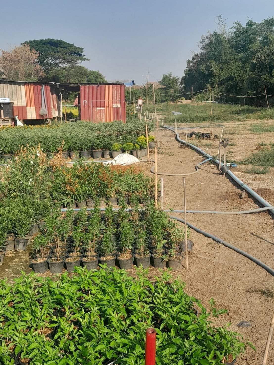 ขายที่ดินเปล่า ทำเลดี อยู่หลังโรงถ่ายกันตนา อำเภอบางใหญ่ จังหวัดนนทบุรี