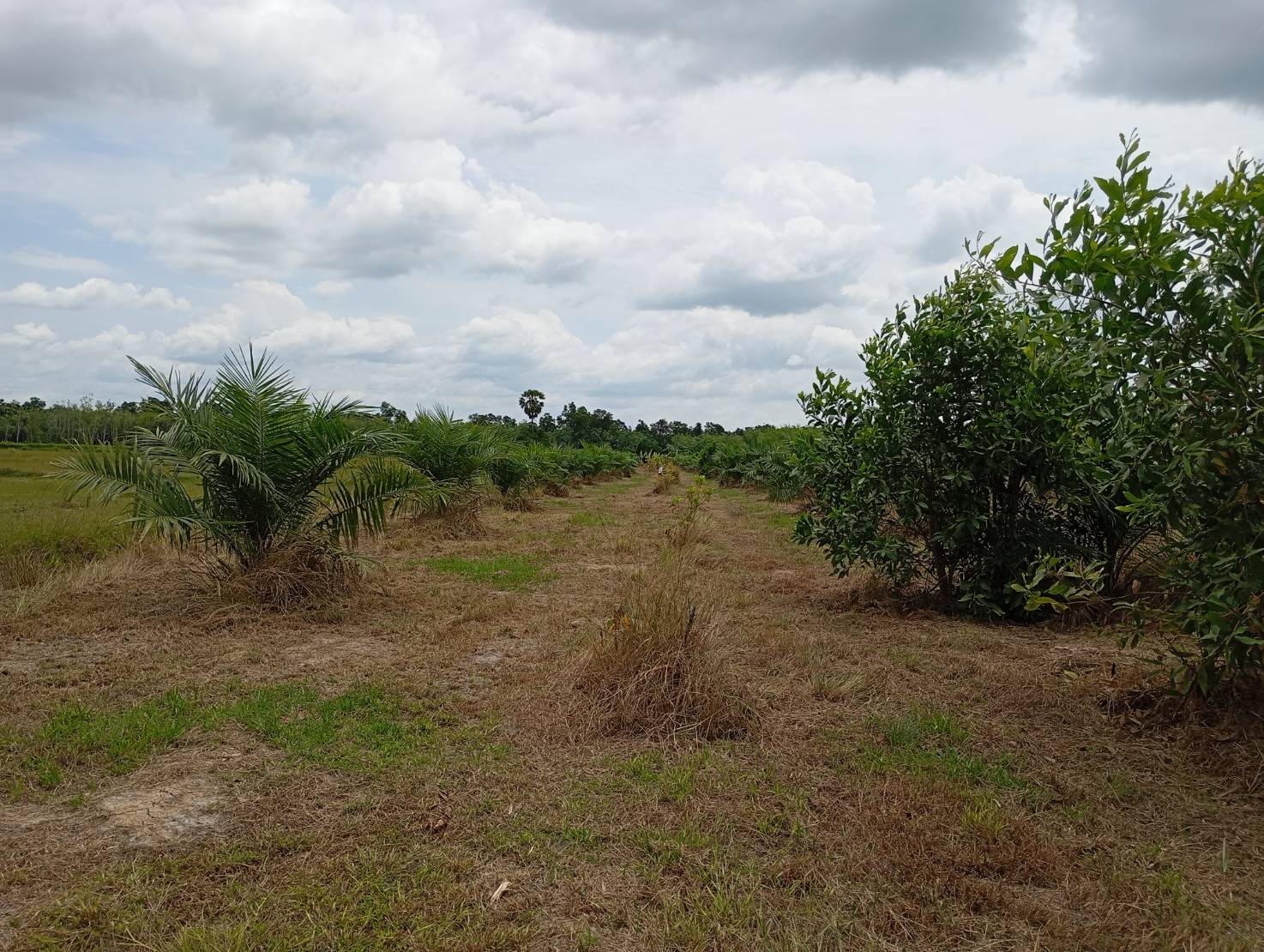 ขายที่ดินทำเลทอง  ต.หารเทา  อ.ปากพะยูน  จ.พัทลุง