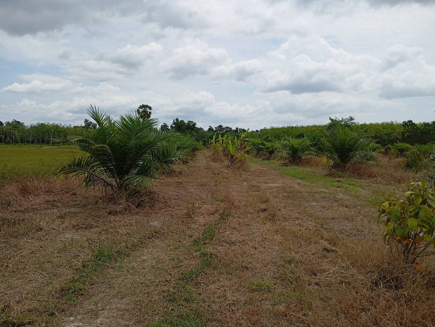 ขายที่ดินทำเลทอง  ต.หารเทา  อ.ปากพะยูน  จ.พัทลุง