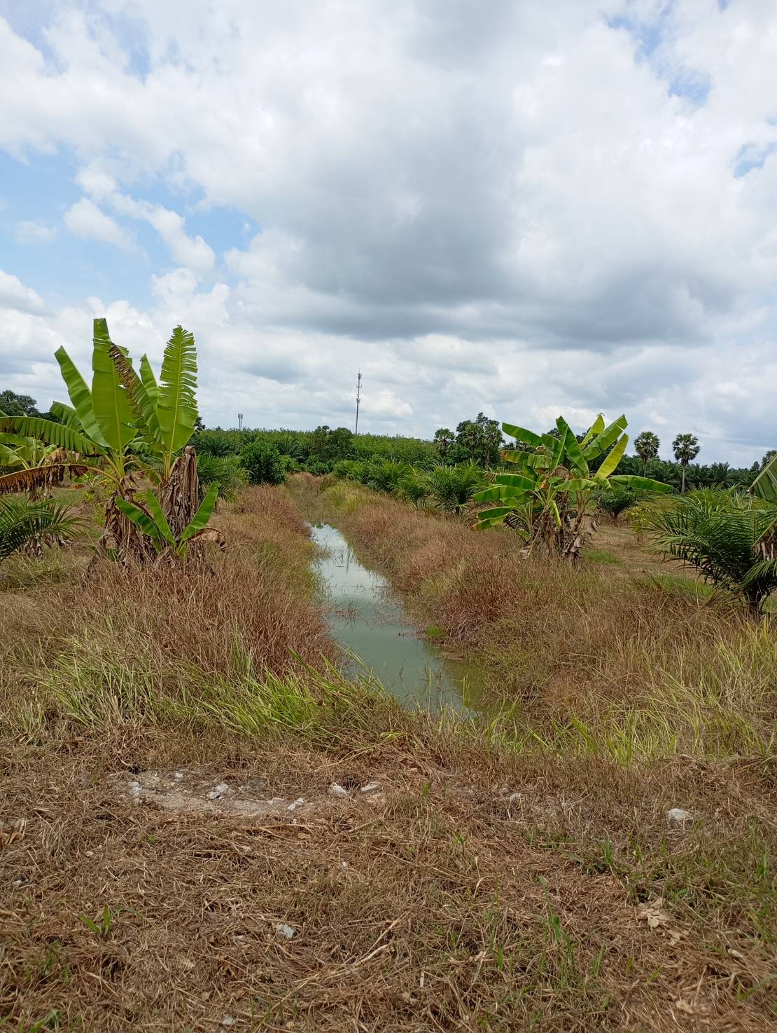 ขายที่ดินทำเลทอง  ต.หารเทา  อ.ปากพะยูน  จ.พัทลุง