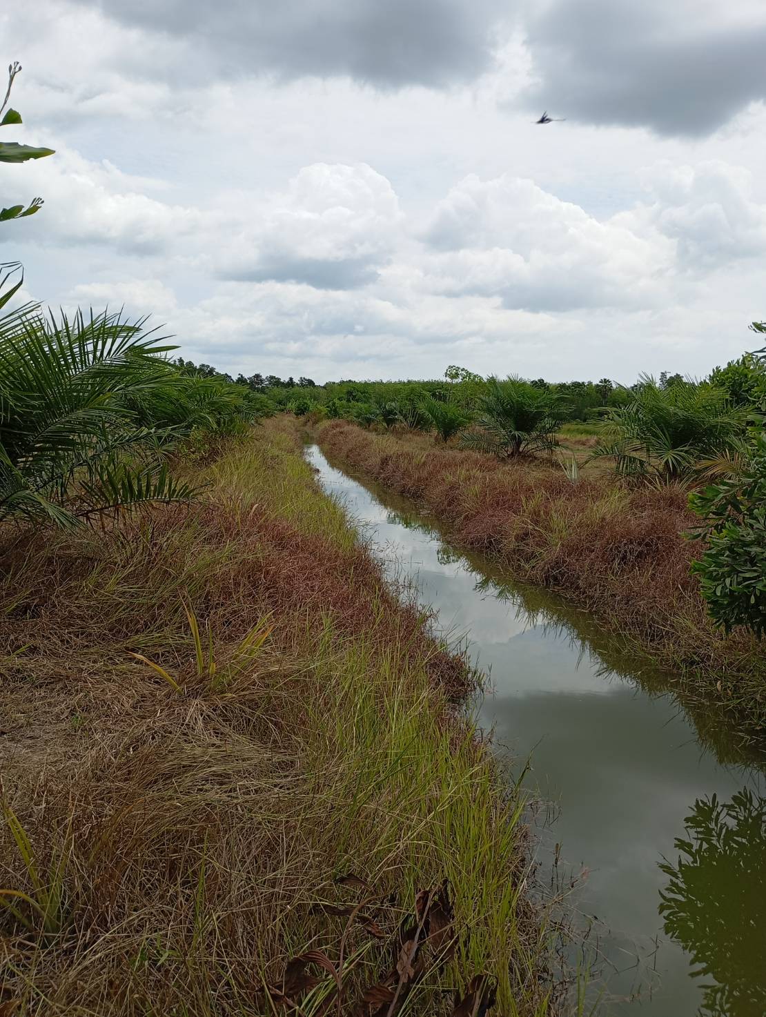 ขายที่ดินทำเลทอง  ต.หารเทา  อ.ปากพะยูน  จ.พัทลุง