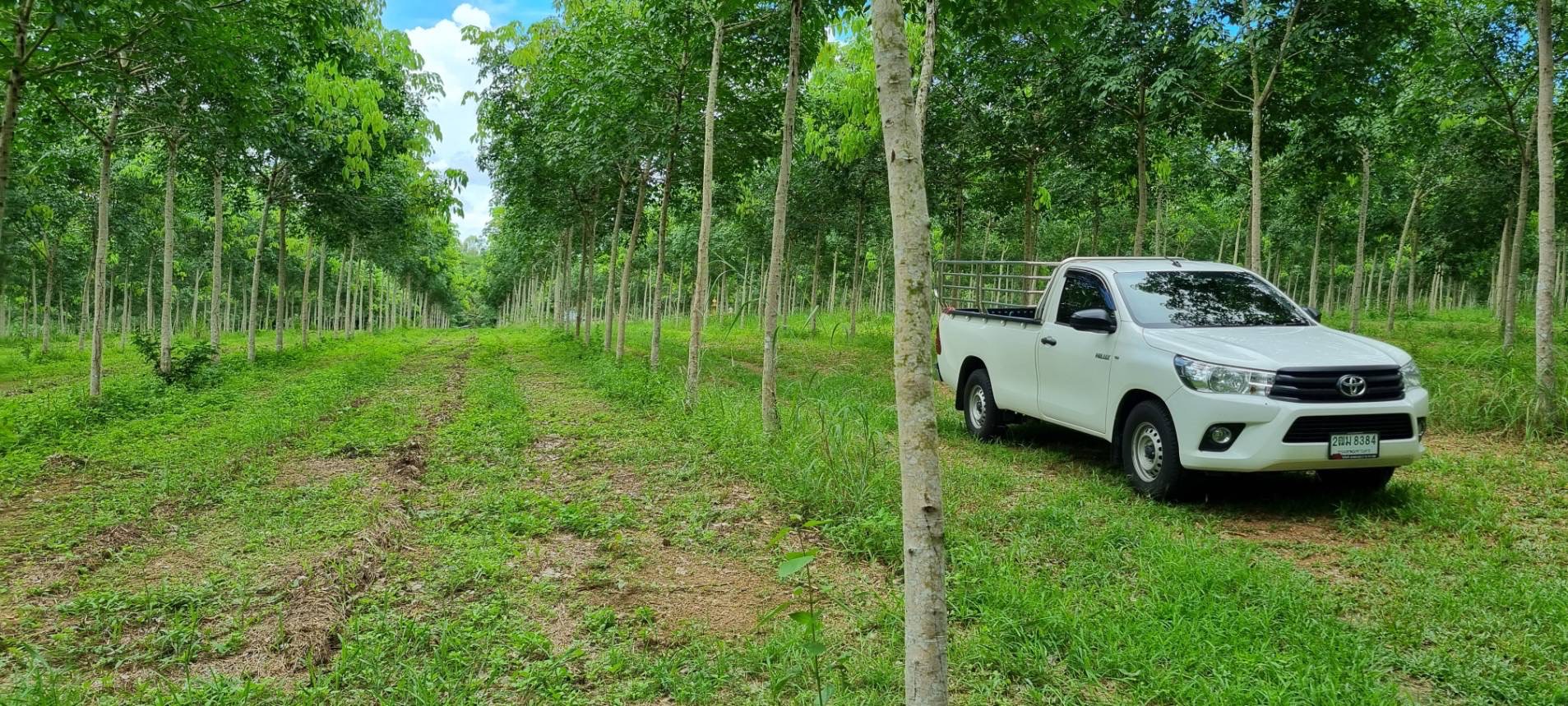 ขายสวนยาง ทำเลดี  ตำบลวังกระแจะ อำเภอเมือง จังหวัดตราด