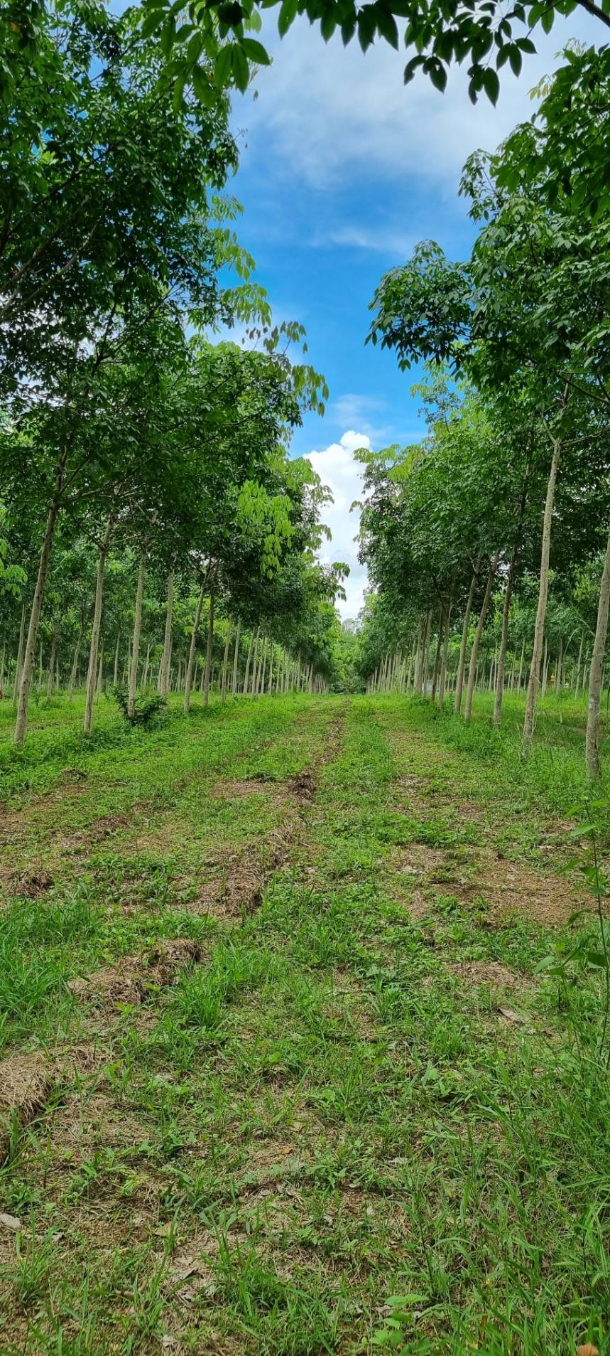 ขายสวนยาง ทำเลดี  ตำบลวังกระแจะ อำเภอเมือง จังหวัดตราด