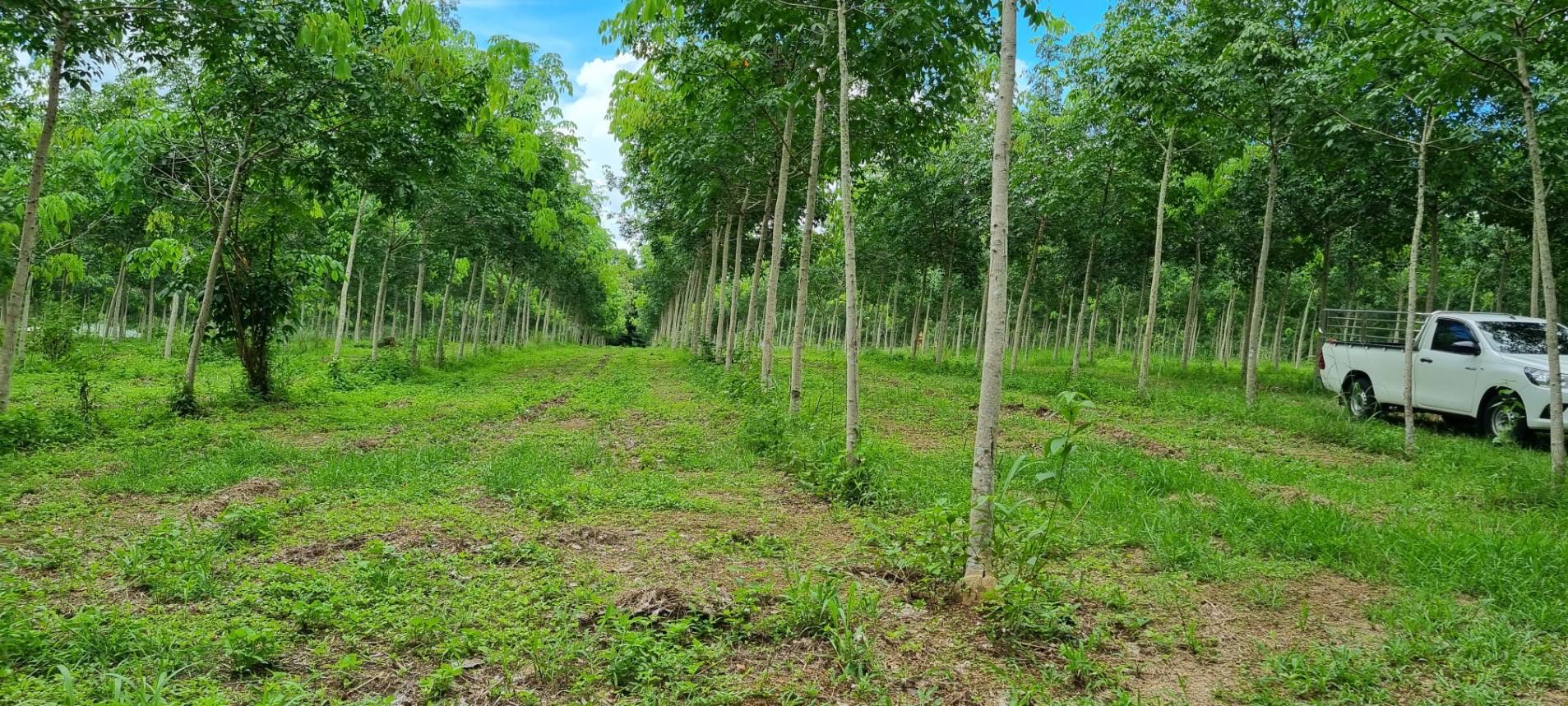 ขายสวนยาง ทำเลดี  ตำบลวังกระแจะ อำเภอเมือง จังหวัดตราด