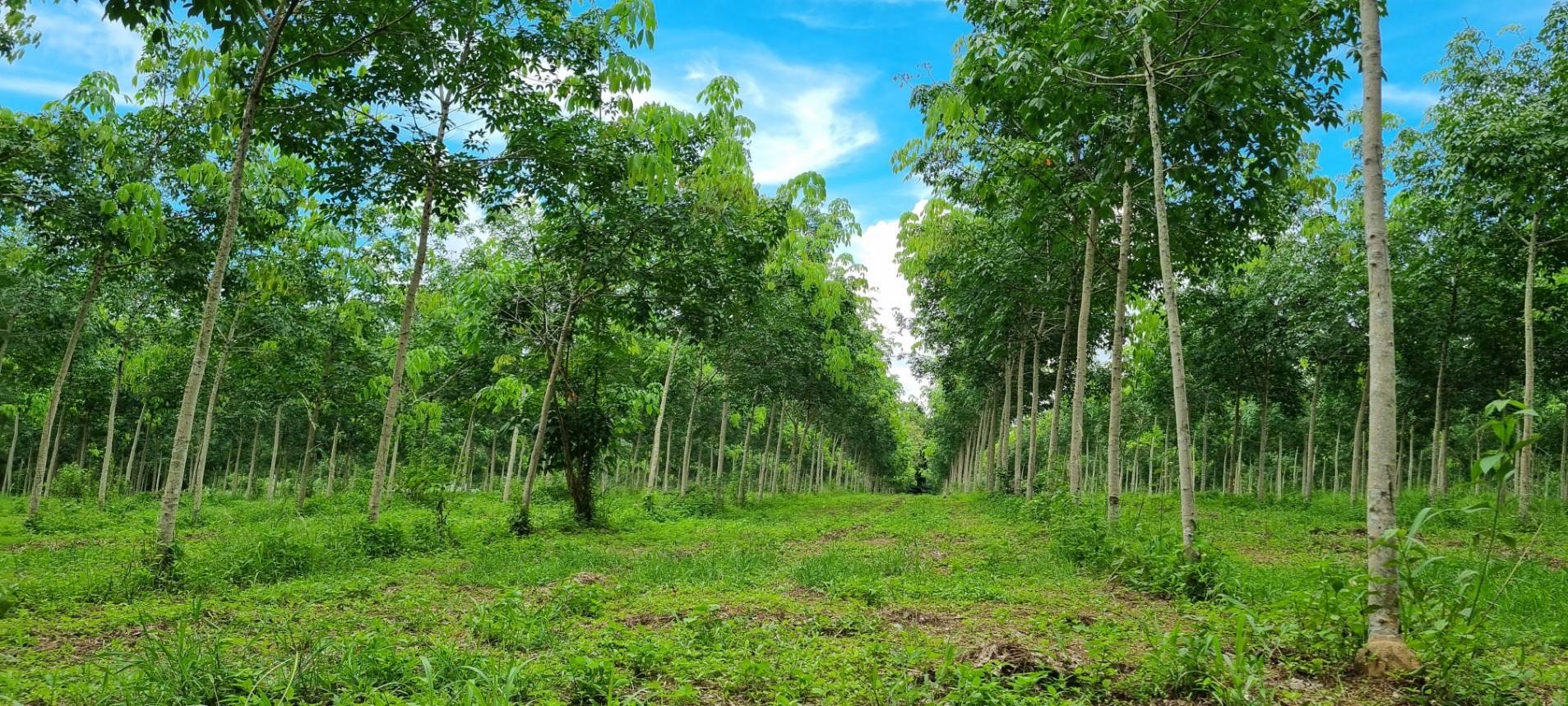 ขายสวนยาง ทำเลดี  ตำบลวังกระแจะ อำเภอเมือง จังหวัดตราด