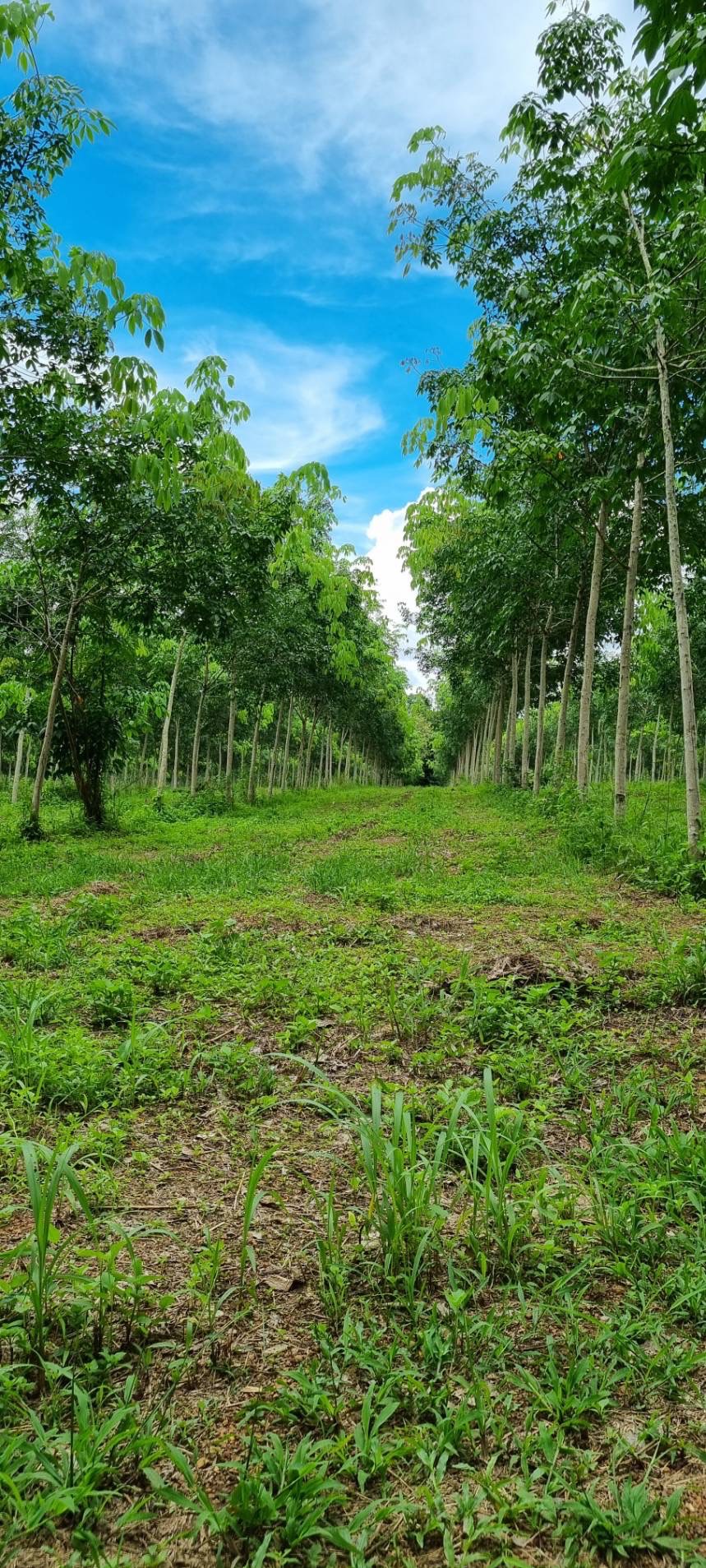 ขายสวนยาง ทำเลดี  ตำบลวังกระแจะ อำเภอเมือง จังหวัดตราด