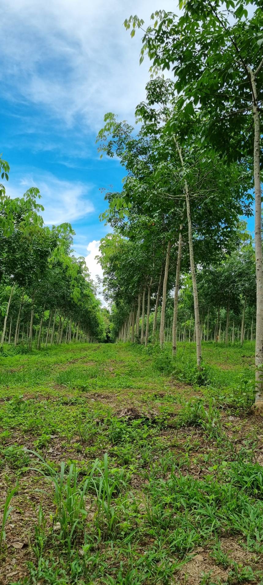 ขายสวนยาง ทำเลดี  ตำบลวังกระแจะ อำเภอเมือง จังหวัดตราด